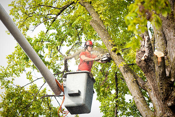 Why Choose Our Tree Removal Services in Winters, CA?